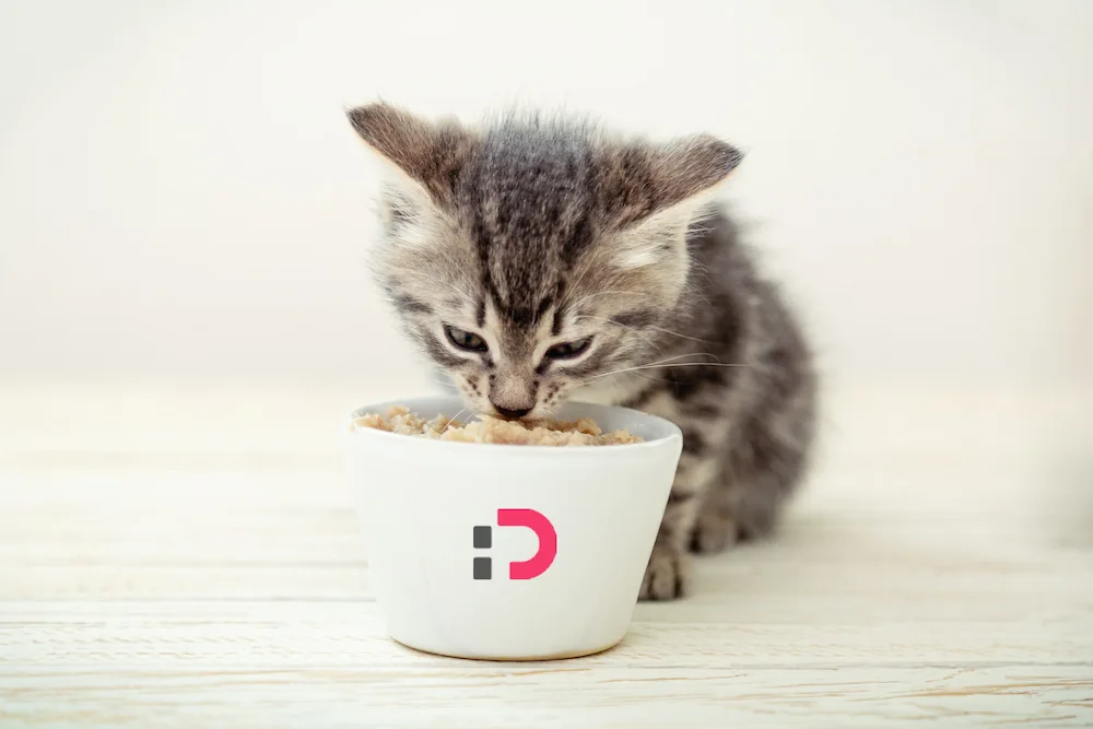 برنامه غذای بچه گربه از تولد تا یک سالگی | پت‌شاپ آنلاین پتدونی 1404